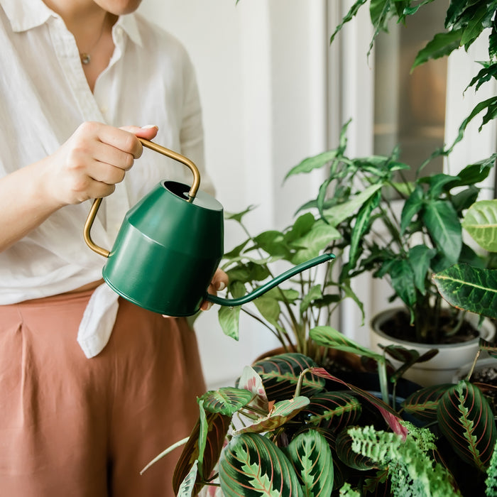 Indoor Gardening Gift Guide: Perfect Presents for Every Plant Lover