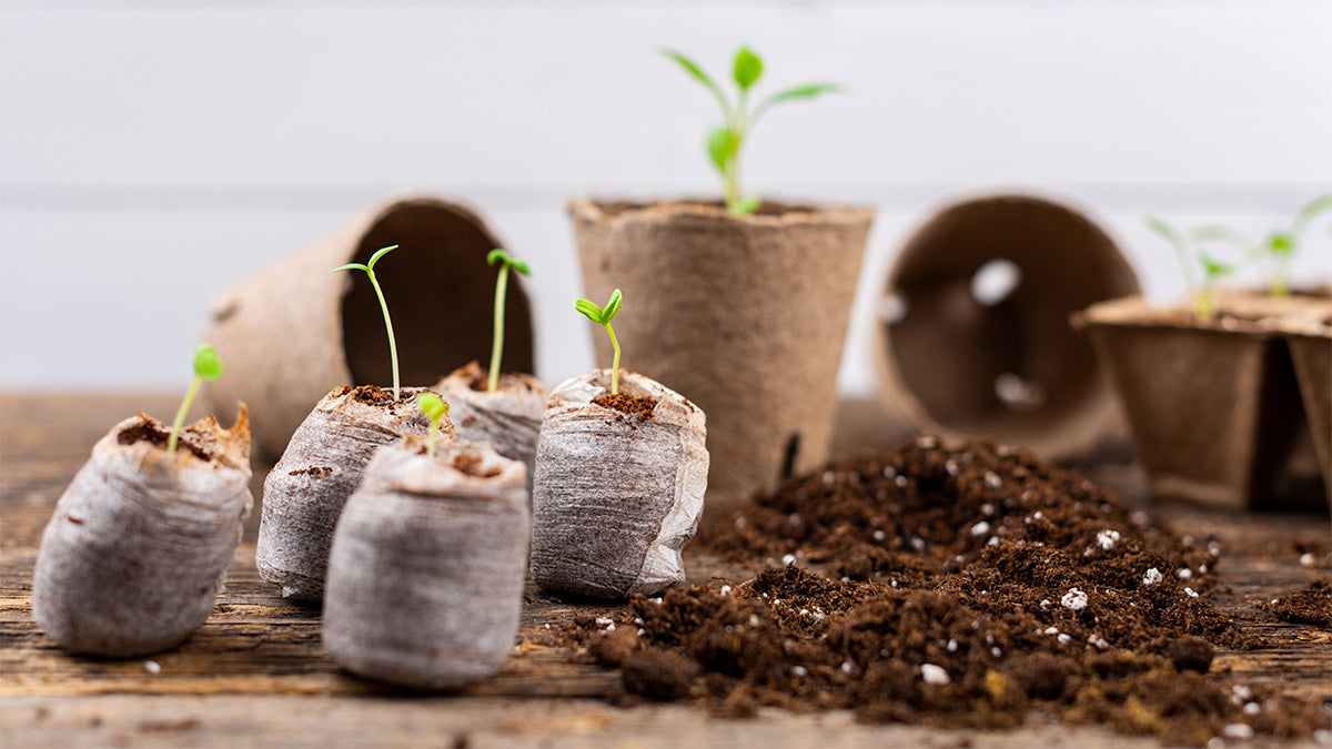 Eco-Friendly Gifts for the Eco-Conscious Gardener