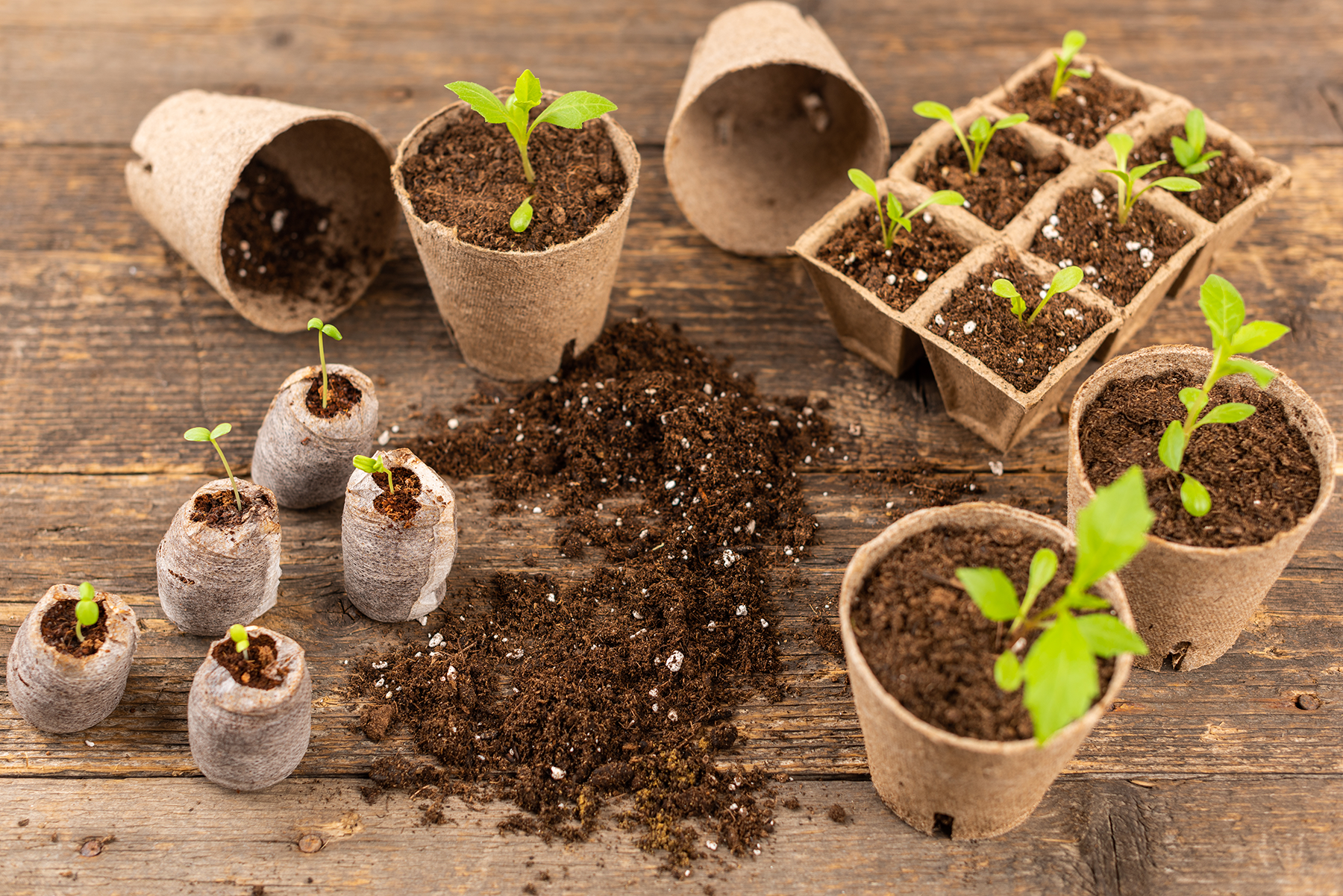 Eco-Friendly Gifts for the Conscious Gardener