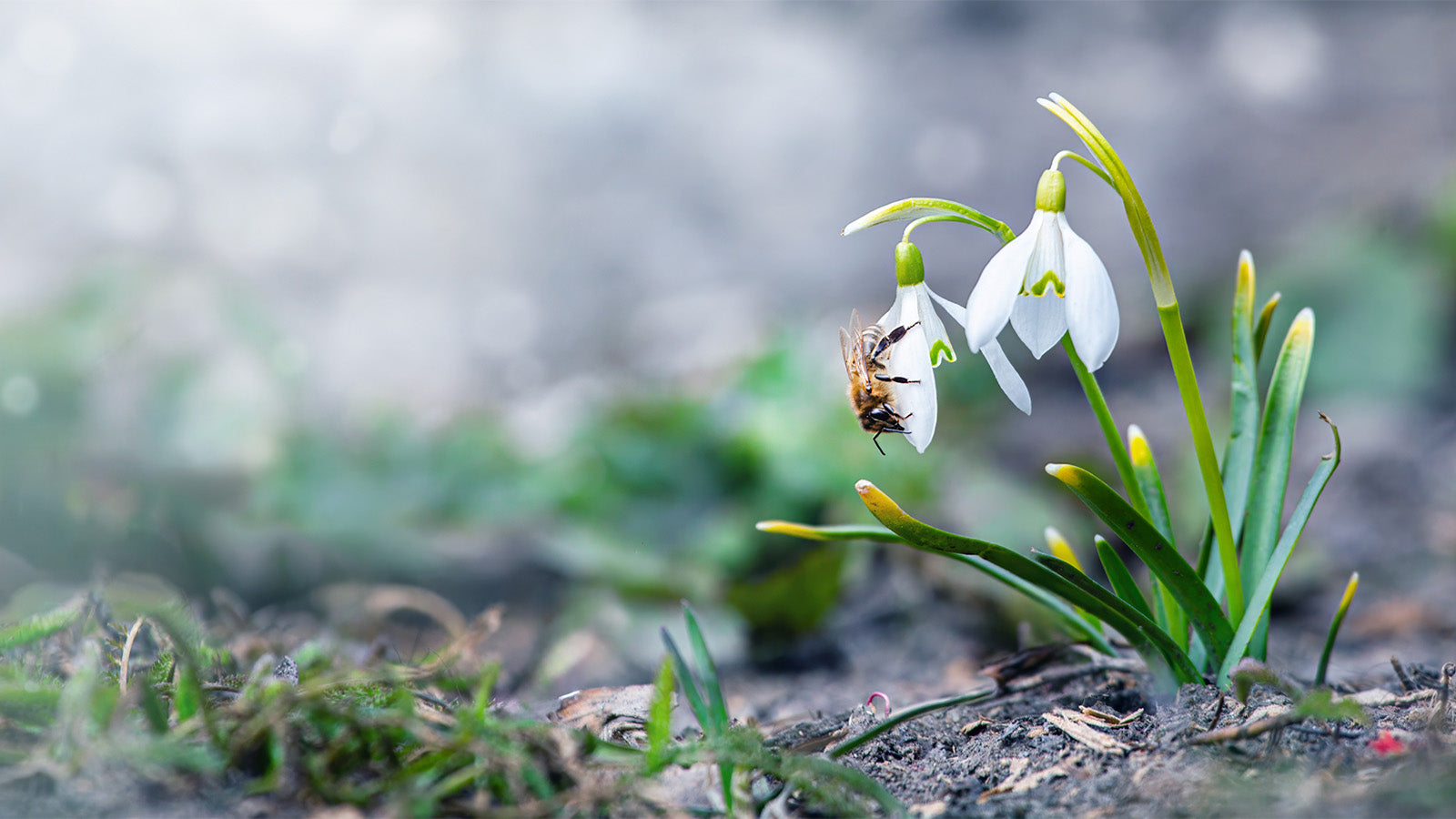 Welcoming Spring: A Journey Through February's Garden Delights