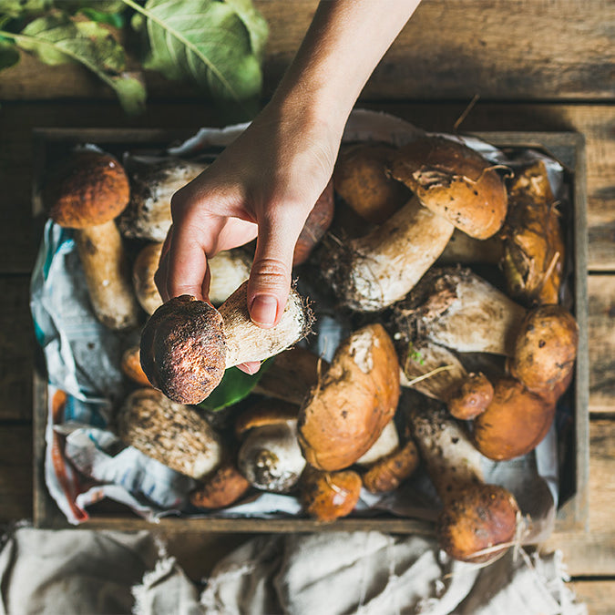 Harvest the Season: Top Picks for Autumn Foragers