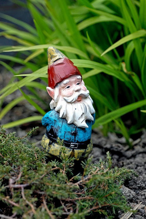 Curious Garden Gnome