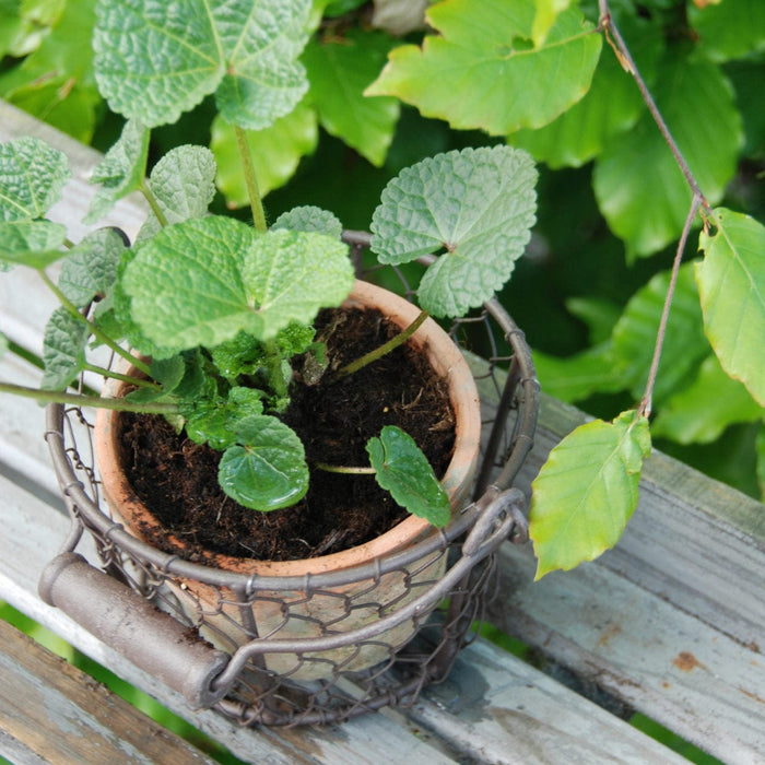 Aged Terracotta Pot in Wire Basket with Handle