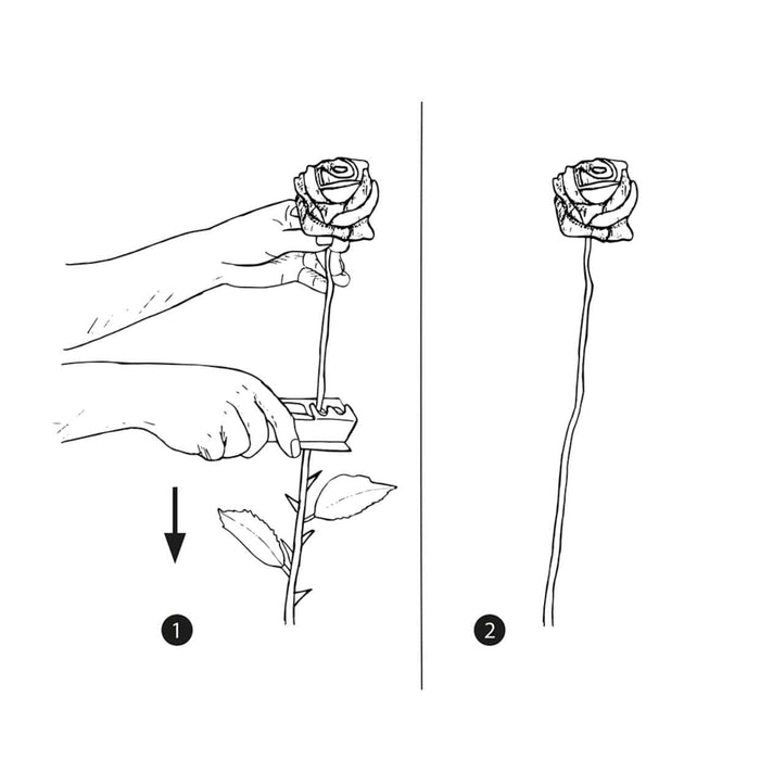 Rose Thorn Stripping Tool