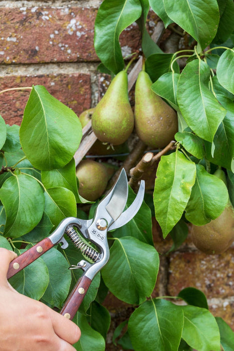 Secateurs