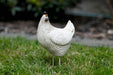 A Bit Quackers Garden Decor - Wood style Chicken