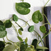 Bubblegum Stuff Indoor Gardening - Houseplant Climbing Clips - Leaf Shaped Clips for Plants