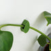 Bubblegum Stuff Indoor Gardening - Houseplant Climbing Clips - Leaf Shaped Clips for Plants