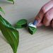 Bubblegum Stuff Indoor Gardening - Houseplant Climbing Clips - Leaf Shaped Clips for Plants