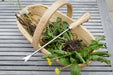 Burgon & Ball Garden Tools & Equipment - Dandelion Weeder - RHS Endorsed