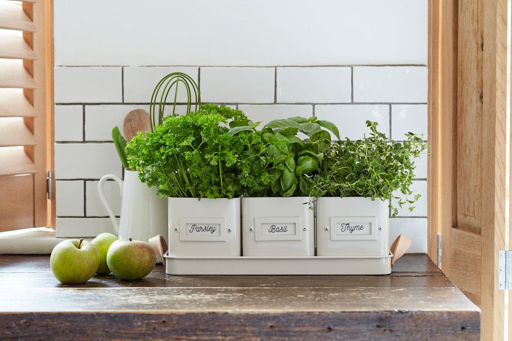 Burgon & Ball Indoor Plant Pots - 3 Herb Pots in a Leather Handled Tray - Stone