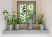 Burgon & Ball Indoor Plant Pots - Asteraceae Herb Pots