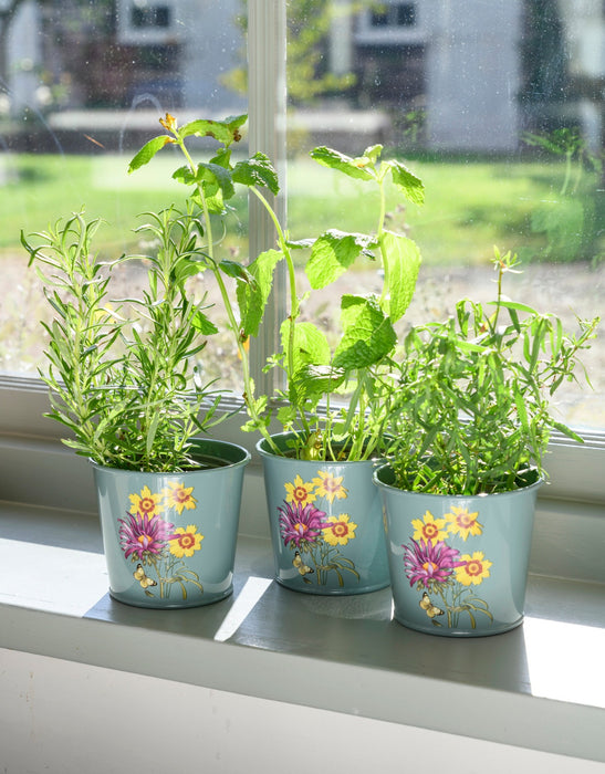 Burgon & Ball Indoor Plant Pots - Asteraceae Herb Pots