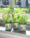 Burgon & Ball Indoor Plant Pots - Asteraceae Herb Pots