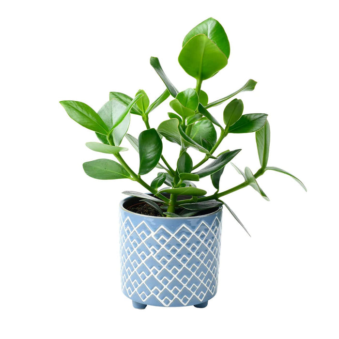 Burgon & Ball Indoor Plant Pots - Bilbao Blue Glazed Pot - Large