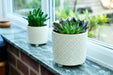 Burgon & Ball Indoor Plant Pots - Bilbao Pale Jade Glazed Pot - Large