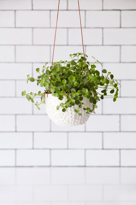 Burgon & Ball Indoor Plant Pots - Dot' Hanging Plant Pot