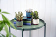 Burgon & Ball Indoor Plant Pots - Malibu Succulent Pot - Cream