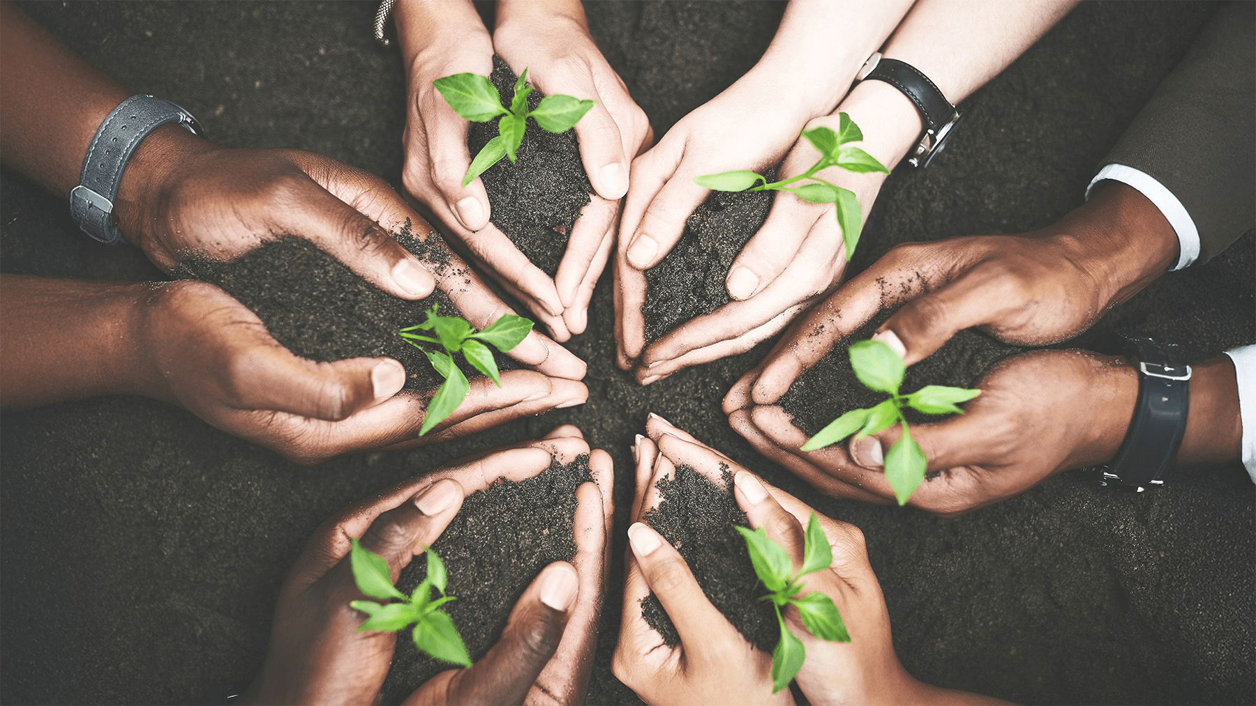 healthy small plants in soil with people holding them individually