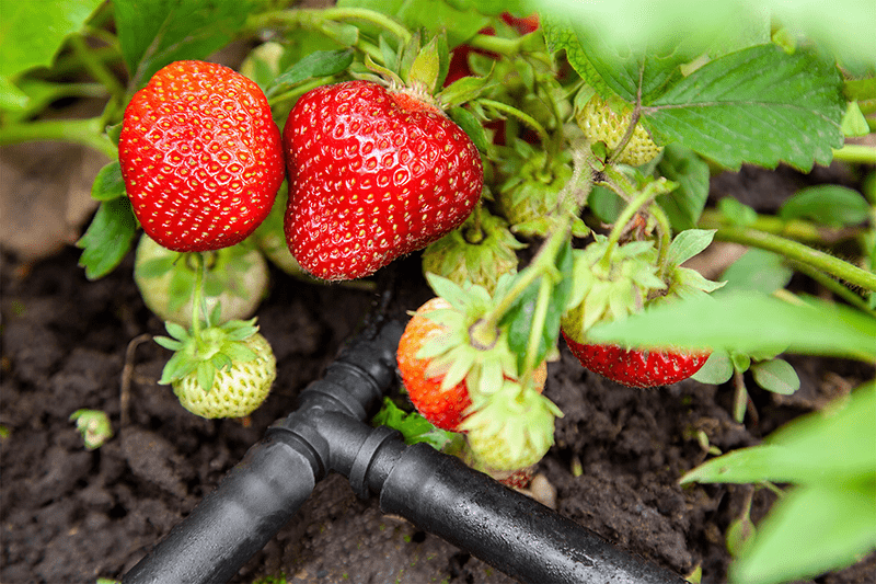 drip irrigation system, strawberry plant