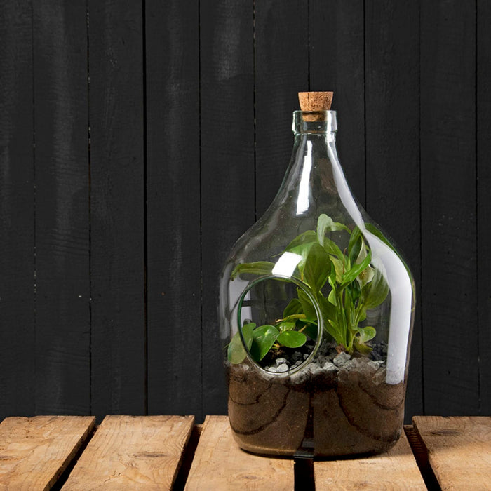 Esschert's Garden Plant Terrariums - DIY Plant Terrarium Kit with 3 Litre Open Bottle