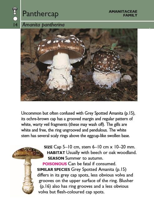 HarperCollins Publishers Books - Mushrooms (Collins Gem, Pocket Guide)