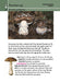 HarperCollins Publishers Books - Mushrooms (Collins Gem, Pocket Guide)