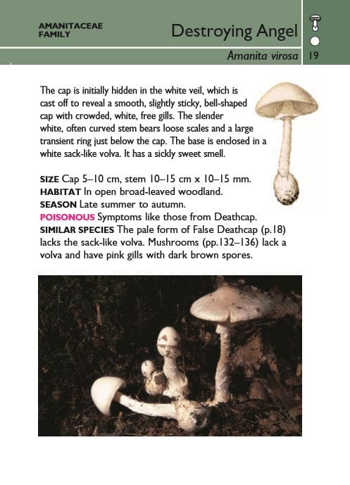 HarperCollins Publishers Books - Mushrooms (Collins Gem, Pocket Guide)