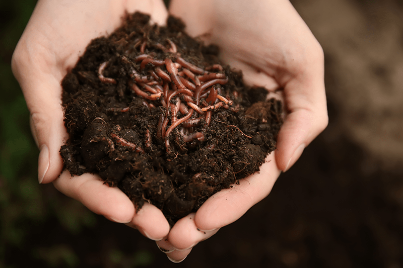 Soil-Boosting Gifts for Eco-Conscious Gardeners