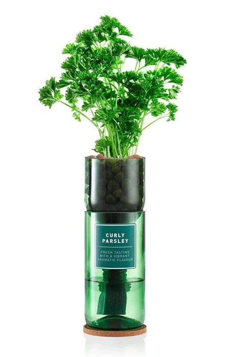 Hydro-Herb Plant & Herb Growing Kits - Curly Parsley Hydro-Herb Growing Kit