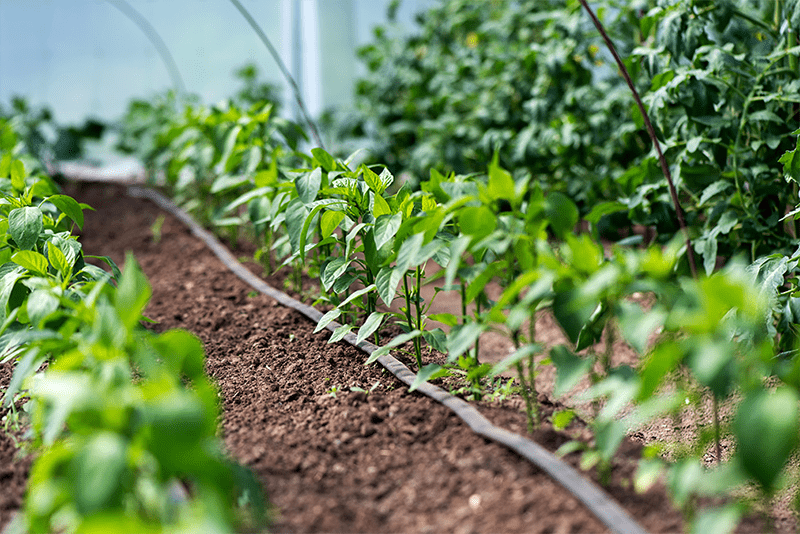 drip irrigation system inside a polytunnel