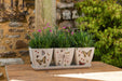 Jardinopia Pots & Planters - Eco Pots Set of 3 - Insects – Gift Boxed