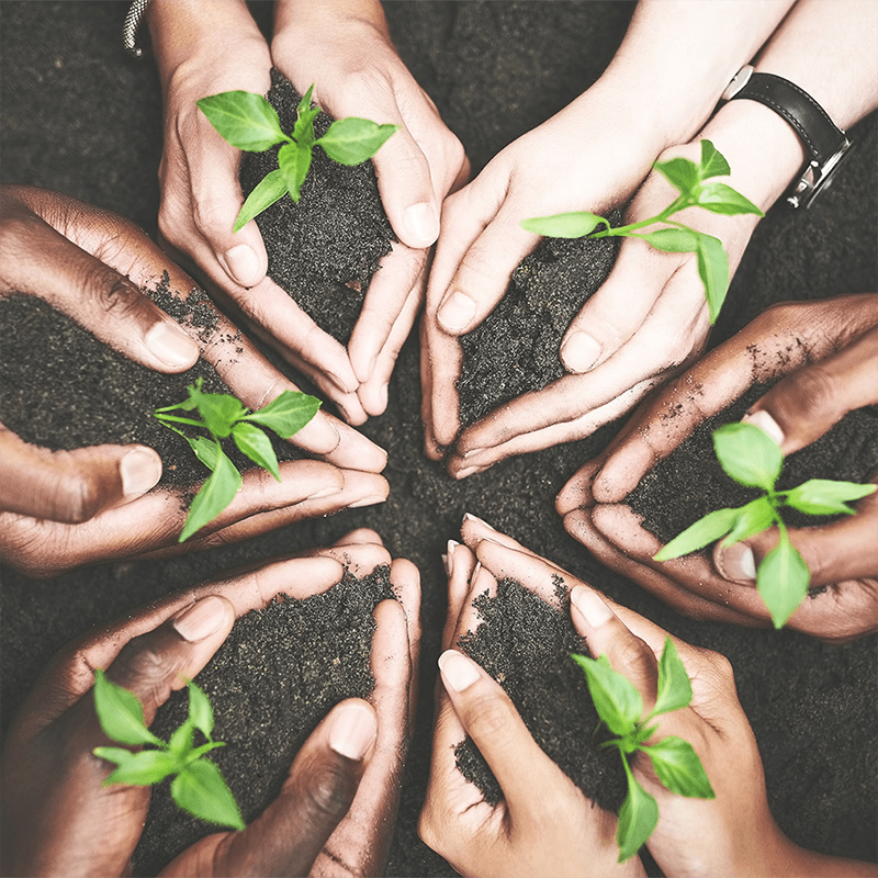 healthy small plants in soil with people holding them individually