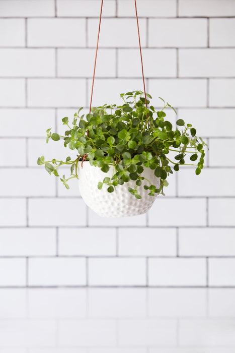 Dot' Hanging Plant Pot