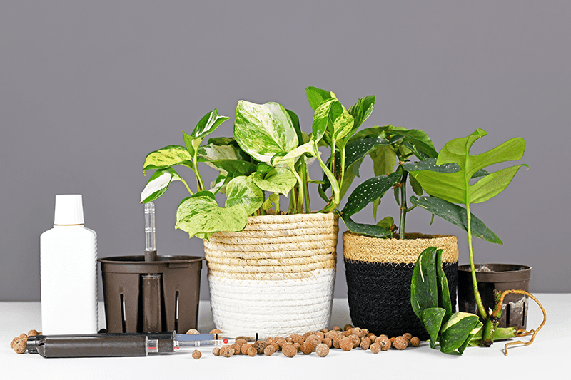 A variety of houseplants growing in semi-hydro