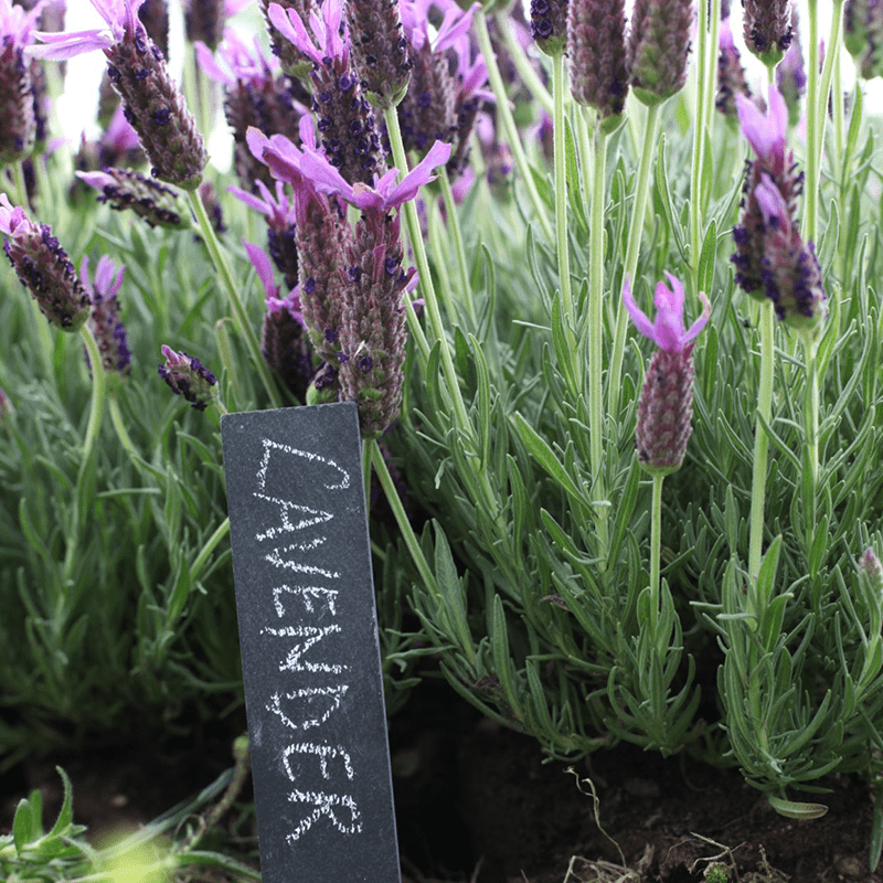 Plant Labels, Slate