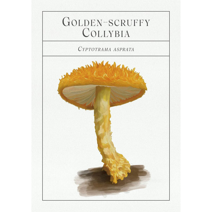 Smith Street Books Card Decks - Deck of Mushrooms: An Illustrated Field Guide