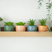 Something Different Indoor Decor - Mini Plant Pots with Artificial Plant