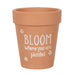 Something Different Pots & Planters - Terracotta Plant Pot - Bloom where you are planted