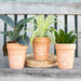 Something Different Pots & Planters - Terracotta Plant Pot - Bloom where you are planted